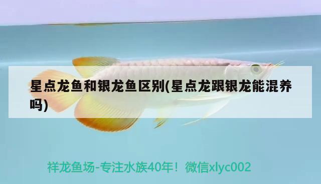 星點(diǎn)龍魚和銀龍魚區(qū)別(星點(diǎn)龍跟銀龍能混養(yǎng)嗎)