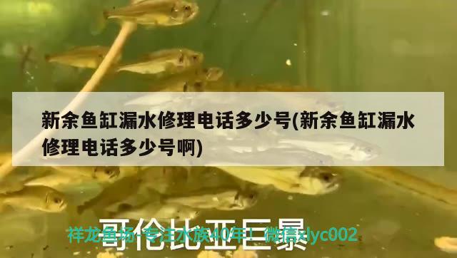 新余魚缸漏水修理電話多少號(新余魚缸漏水修理電話多少號啊) 祥龍赫舞紅龍魚