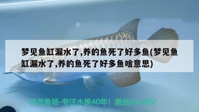 夢見魚缸漏水了,養(yǎng)的魚死了好多魚(夢見魚缸漏水了,養(yǎng)的魚死了好多魚啥意思)