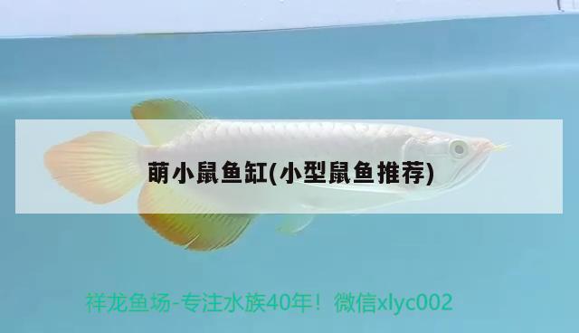 萌小鼠魚(yú)缸(小型鼠魚(yú)推薦) 其他品牌魚(yú)缸 第2張