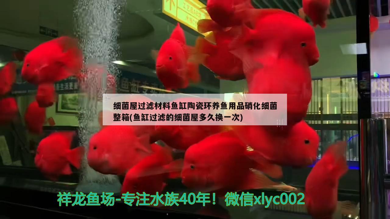 細菌屋過濾材料魚缸陶瓷環(huán)養(yǎng)魚用品硝化細菌整箱(魚缸過濾的細菌屋多久換一次)