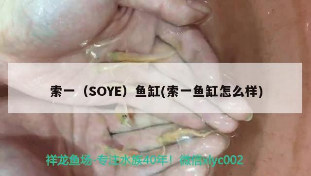 索一（SOYE）魚缸(索一魚缸怎么樣)