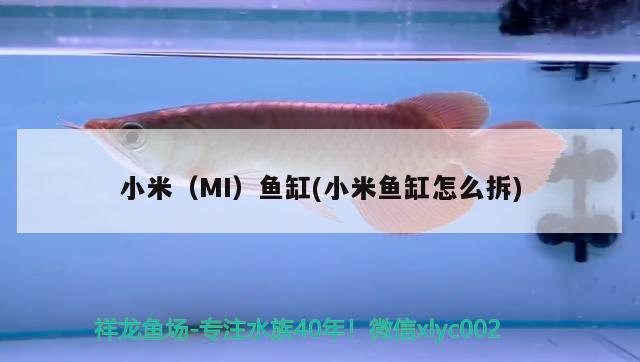 小米（MI）魚缸(小米魚缸怎么拆)