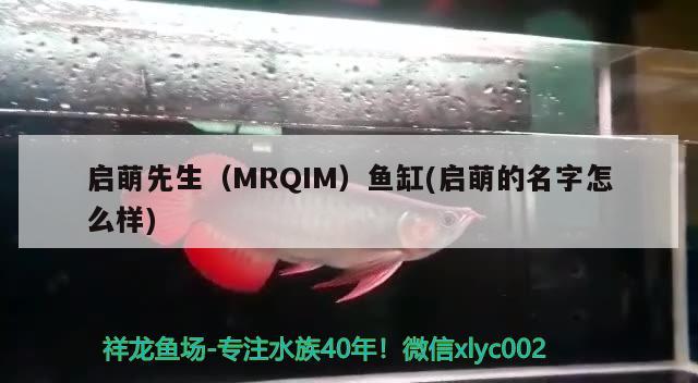 啟萌先生（MRQIM）魚缸(啟萌的名字怎么樣) 其他品牌魚缸