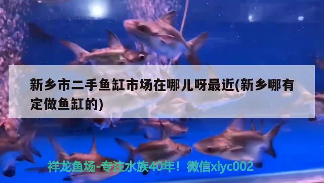 新鄉(xiāng)市二手魚缸市場在哪兒呀最近(新鄉(xiāng)哪有定做魚缸的) 名貴錦鯉魚