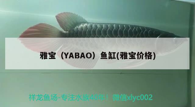 雅寶（YABAO）魚缸(雅寶價格)