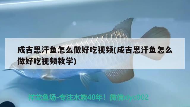 成吉思汗魚怎么做好吃視頻(成吉思汗魚怎么做好吃視頻教學(xué))