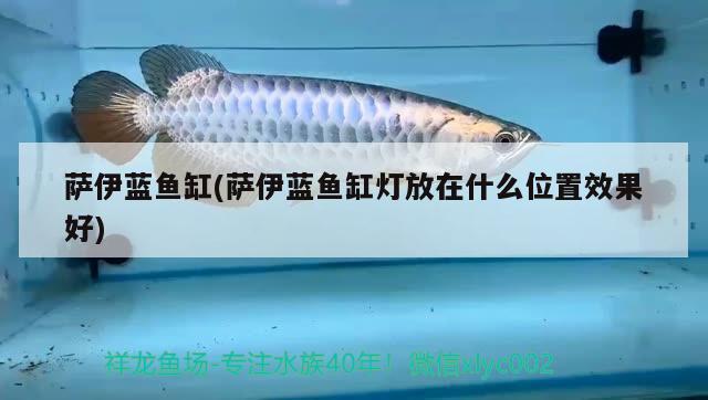 薩伊藍魚缸(薩伊藍魚缸燈放在什么位置效果好)