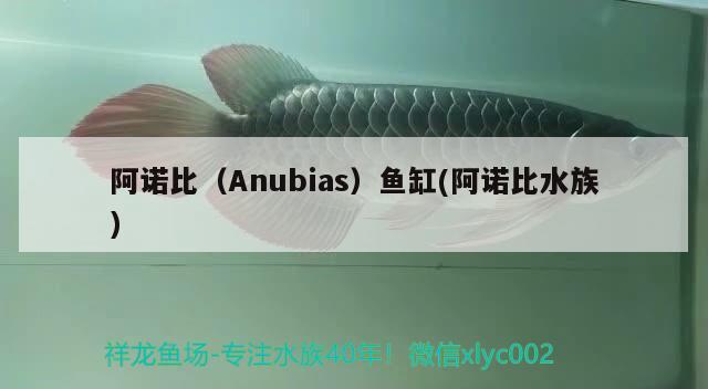 阿諾比（Anubias）魚(yú)缸(阿諾比水族) 其他品牌魚(yú)缸