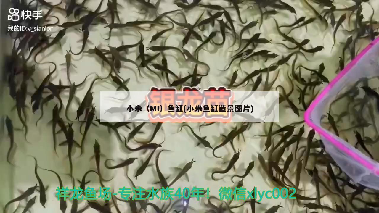 小米（MI）魚缸(小米魚缸造景圖片) 其他品牌魚缸