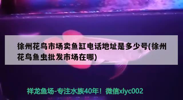 徐州花鳥市場賣魚缸電話地址是多少號(徐州花鳥魚蟲批發(fā)市場在哪)