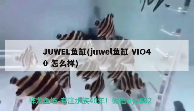 JUWEL魚缸(juwel魚缸VIO40怎么樣)