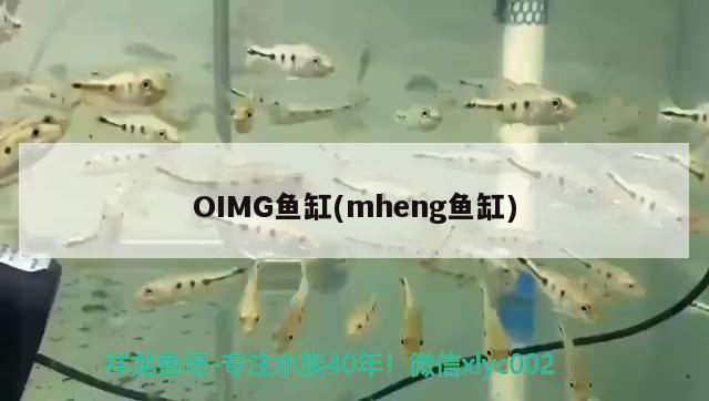 OIMG魚缸(mheng魚缸) 其他品牌魚缸