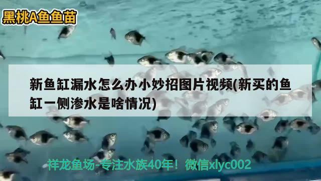 新魚缸漏水怎么辦小妙招圖片視頻(新買的魚缸一側(cè)滲水是啥情況) 委內(nèi)瑞拉奧里諾三間魚