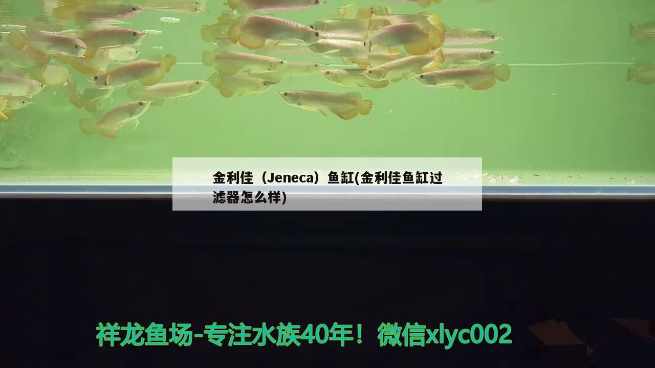 金利佳（Jeneca）魚缸(金利佳魚缸過濾器怎么樣) 其他品牌魚缸