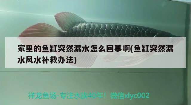 家里的魚缸突然漏水怎么回事啊(魚缸突然漏水風(fēng)水補救辦法)