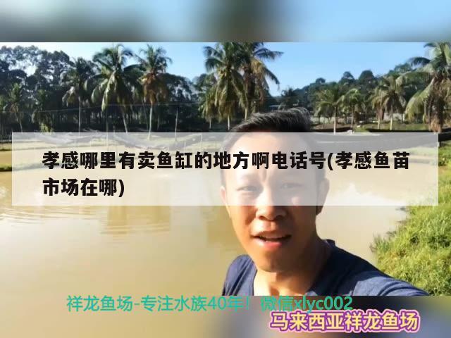 孝感哪里有賣魚缸的地方啊電話號(hào)(孝感魚苗市場(chǎng)在哪) 刀魚魚