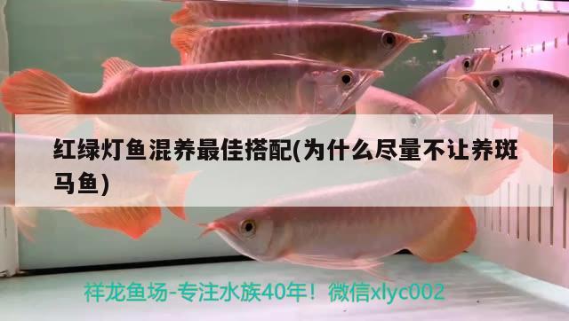 紅綠燈魚混養(yǎng)最佳搭配(為什么盡量不讓養(yǎng)斑馬魚) 觀賞魚