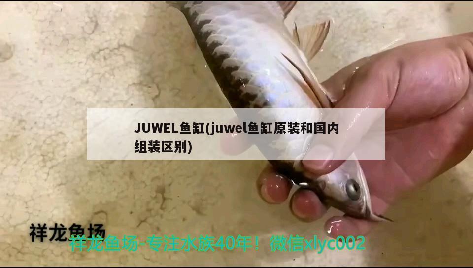 JUWEL魚缸(juwel魚缸原裝和國內(nèi)組裝區(qū)別)