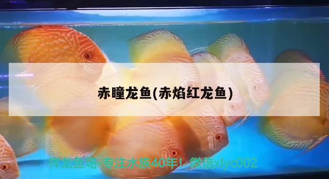 赤瞳龍魚(赤焰紅龍魚)