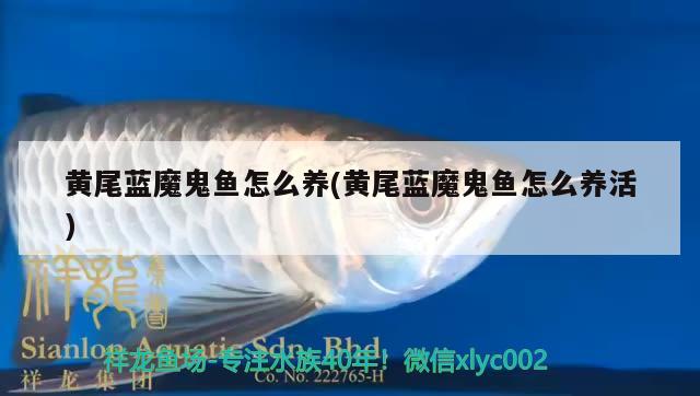 黃尾藍(lán)魔鬼魚怎么養(yǎng)(黃尾藍(lán)魔鬼魚怎么養(yǎng)活) 觀賞魚 第2張