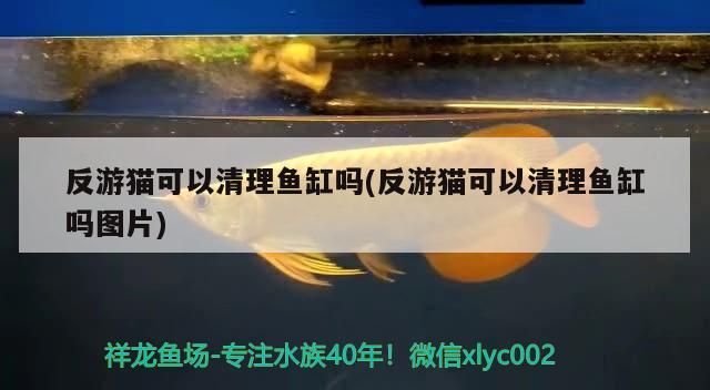 反游貓可以清理魚缸嗎(反游貓可以清理魚缸嗎圖片) 觀賞魚