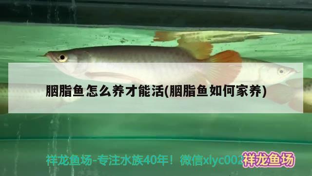 胭脂魚怎么養(yǎng)才能活(胭脂魚如何家養(yǎng)) 觀賞魚