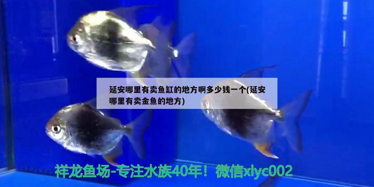 延安哪里有賣魚缸的地方啊多少錢一個(延安哪里有賣金魚的地方) 斑馬狗頭魚