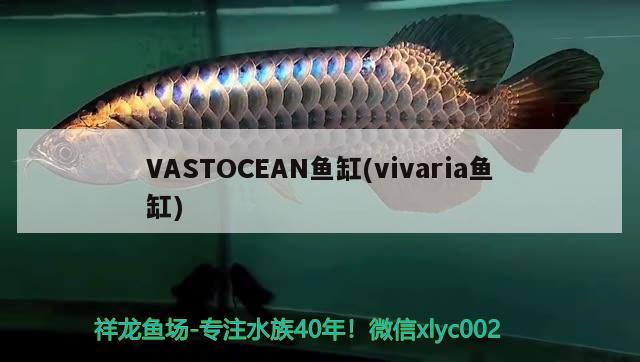 VASTOCEAN魚缸(vivaria魚缸) 其他品牌魚缸