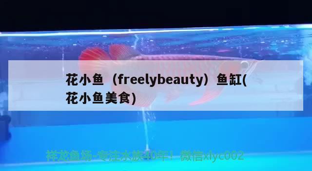 花小魚（freelybeauty）魚缸(花小魚美食) 其他品牌魚缸