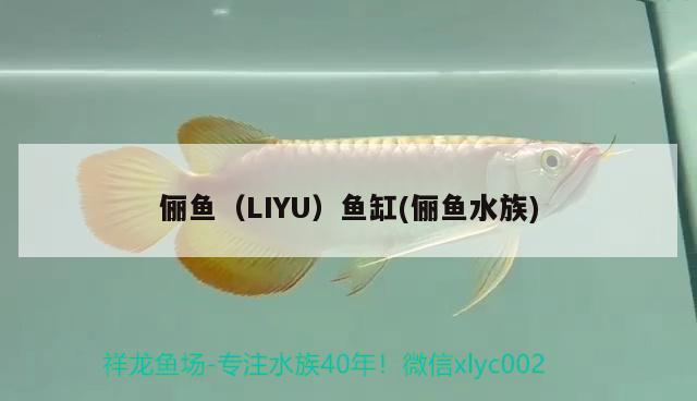 儷魚（LIYU）魚缸(儷魚水族) 其他品牌魚缸