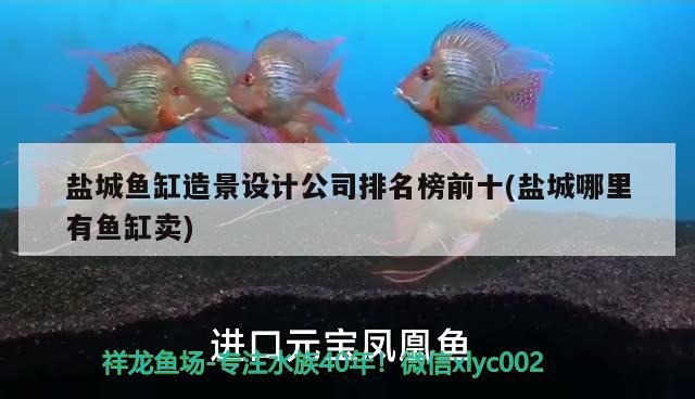 鹽城魚缸造景設(shè)計公司排名榜前十(鹽城哪里有魚缸賣) 廣州龍魚批發(fā)市場