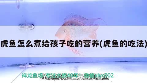 虎魚怎么煮給孩子吃的營養(yǎng)(虎魚的吃法) 虎魚百科