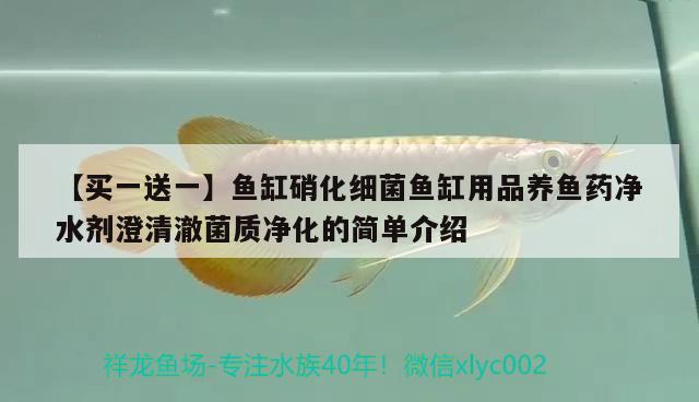 【買一送一】魚缸硝化細菌魚缸用品養(yǎng)魚藥凈水劑澄清澈菌質(zhì)凈化的簡單介紹