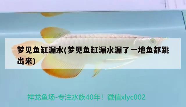 夢見魚缸漏水(夢見魚缸漏水漏了一地魚都跳出來)