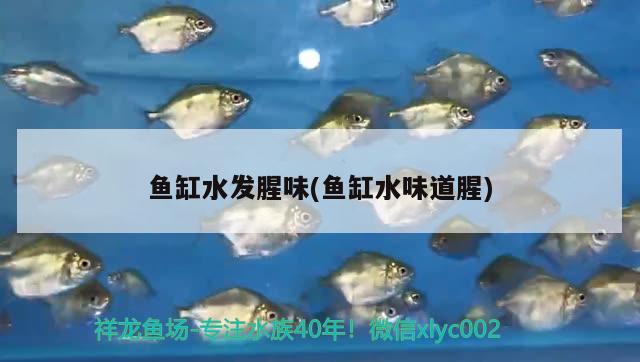 魚缸水發(fā)腥味(魚缸水味道腥) 祥禾Super Red紅龍魚