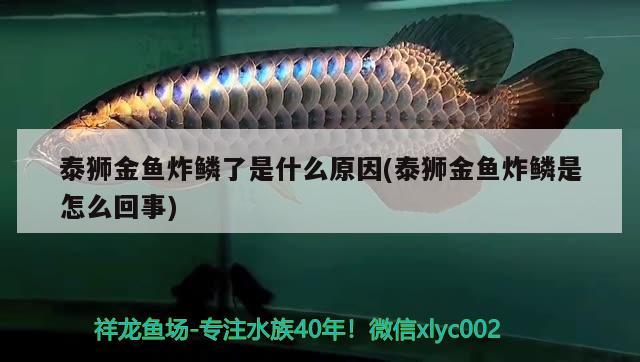 泰獅金魚炸鱗了是什么原因(泰獅金魚炸鱗是怎么回事) 觀賞魚