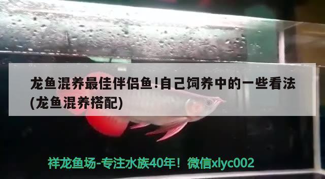 龍魚混養(yǎng)最佳伴侶魚!自己飼養(yǎng)中的一些看法(龍魚混養(yǎng)搭配) 觀賞魚 第2張