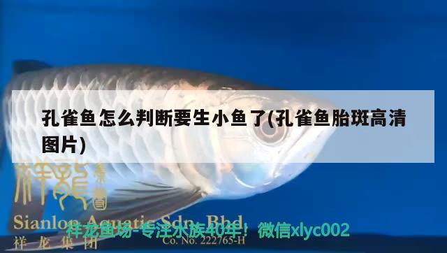 孔雀魚怎么判斷要生小魚了(孔雀魚胎斑高清圖片)