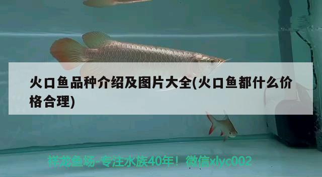 火口魚品種介紹及圖片大全(火口魚都什么價(jià)格合理) 觀賞魚