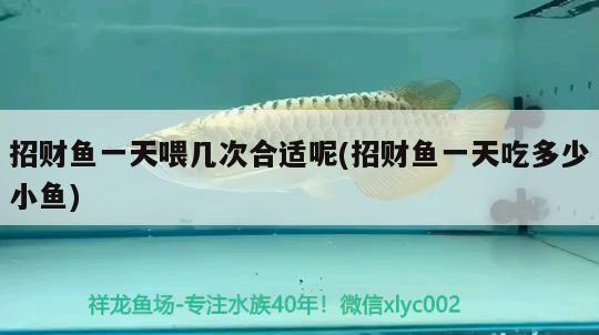 招財魚一天喂幾次合適呢(招財魚一天吃多少小魚) 觀賞魚