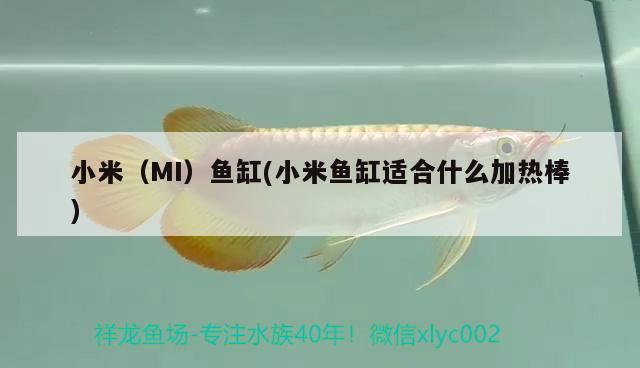 小米（MI）魚缸(小米魚缸適合什么加熱棒) 其他品牌魚缸