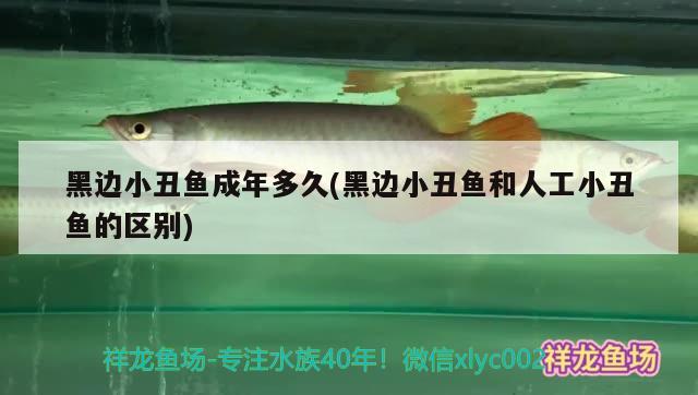 黑邊小丑魚(yú)成年多久(黑邊小丑魚(yú)和人工小丑魚(yú)的區(qū)別)