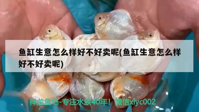 魚缸生意怎么樣好不好賣呢(魚缸生意怎么樣好不好賣呢)