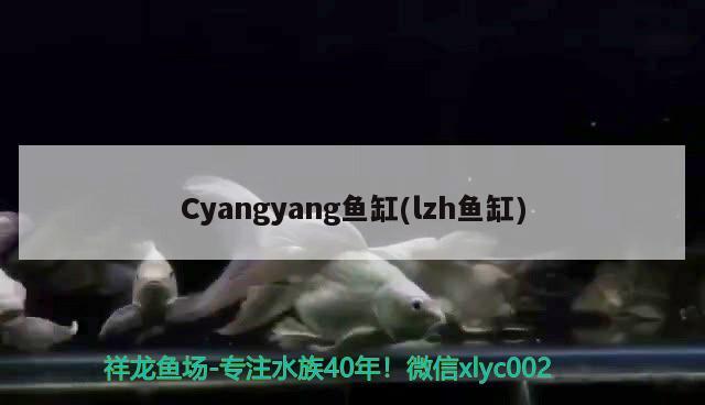 Cyangyang魚缸(lzh魚缸) 其他品牌魚缸