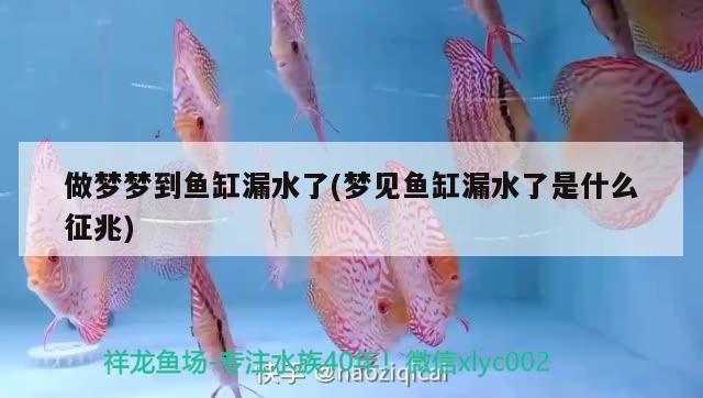 做夢夢到魚缸漏水了(夢見魚缸漏水了是什么征兆) 白化巴西龜（白巴）