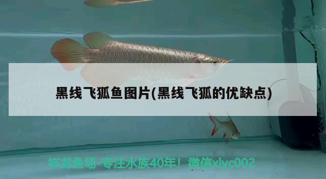 黑線飛狐魚圖片(黑線飛狐的優(yōu)缺點(diǎn)) 觀賞魚