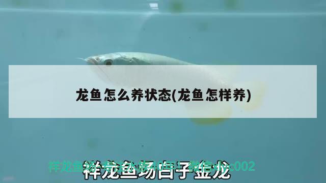 龍魚怎么養(yǎng)狀態(tài)(龍魚怎樣養(yǎng))