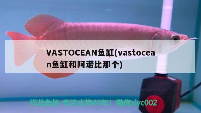 VASTOCEAN魚缸(vastocean魚缸和阿諾比那個)