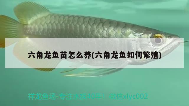 六角龍魚苗怎么養(yǎng)(六角龍魚如何繁殖) 觀賞魚